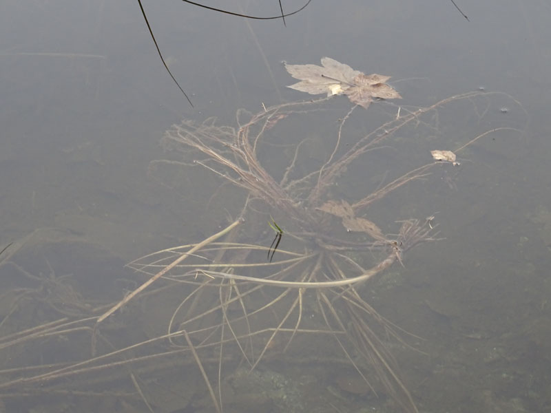 Persicaria amphibia  / Poligono anfibio